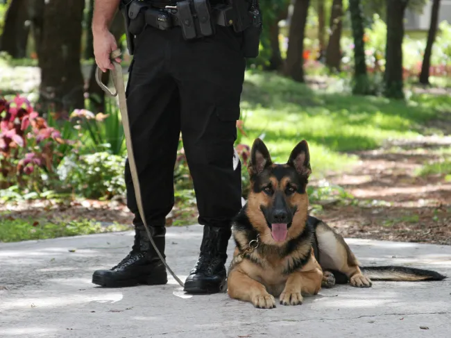 drug dog and policeman